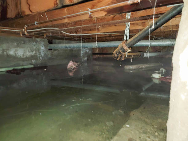 Best Water damage cleanup near me  in North Madison, OH