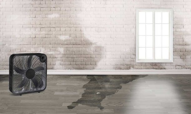 Best Ceiling water damage repair  in North Madison, OH